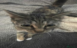 British Shorthair cats for sale: British short-hair kittens  - Image 2