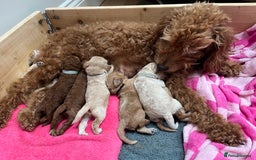 Cockapoo dogs for sale: Cockapoo puppy for sale  - Image 6