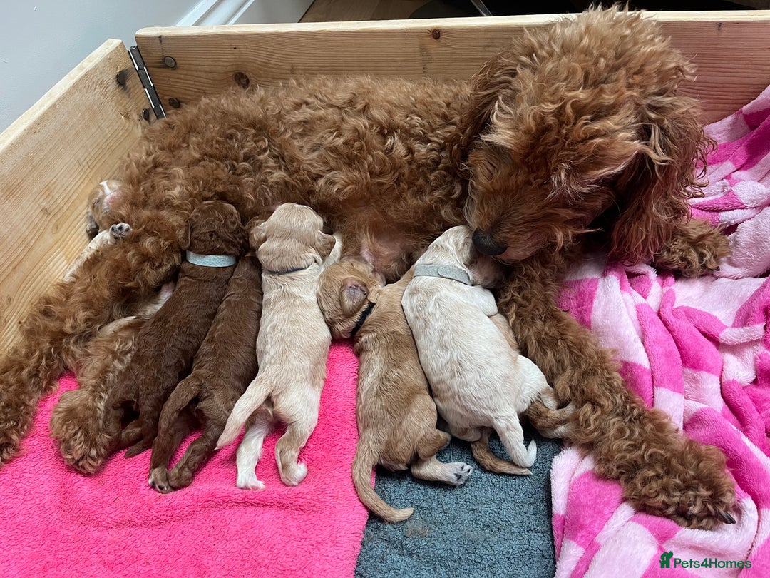 Cockapoo dogs for sale: Cockapoo puppy for sale  - Image 6