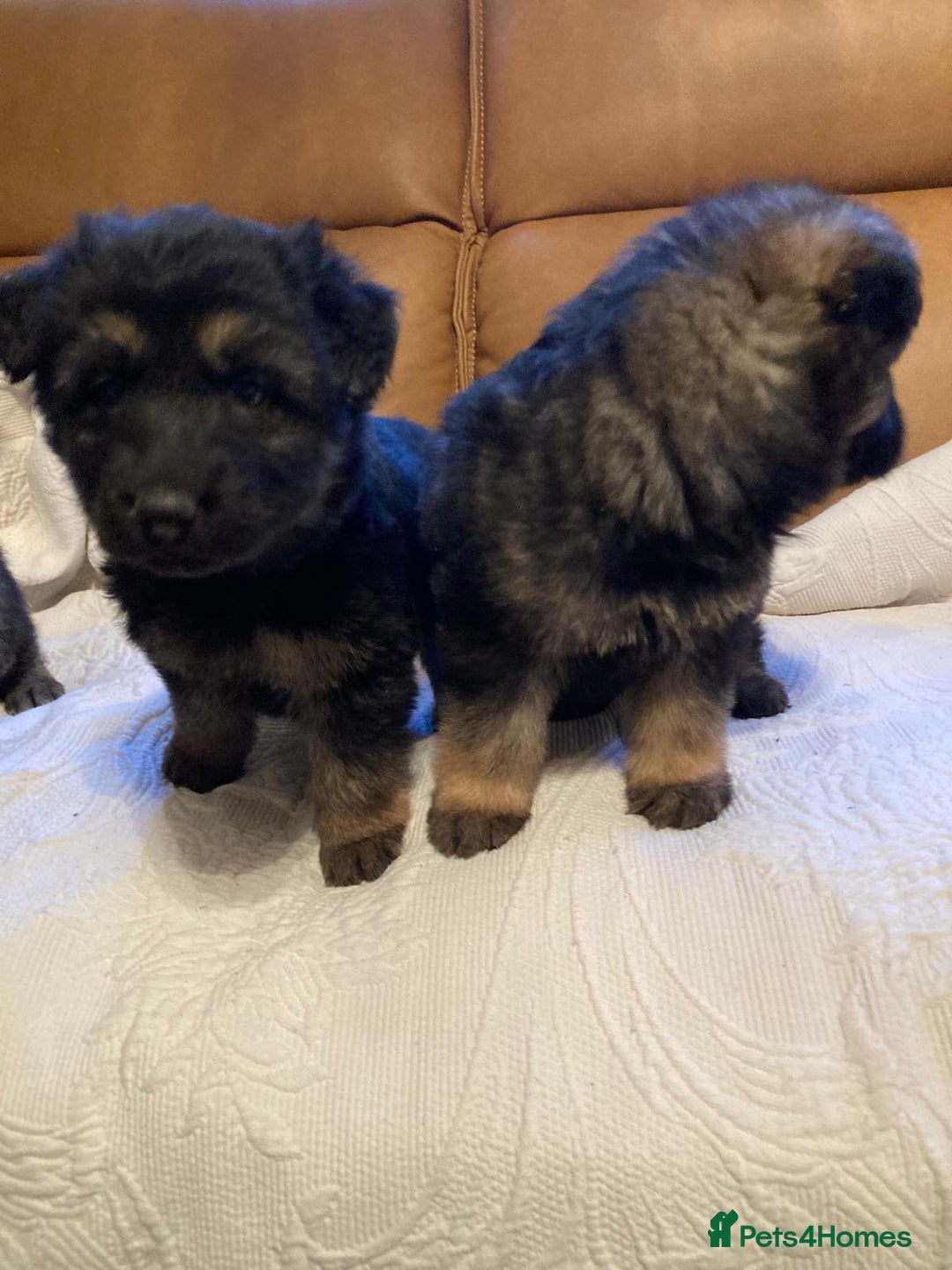 German Shepherd dogs for sale: Beautiful German shepherd Puppies - Advert 10