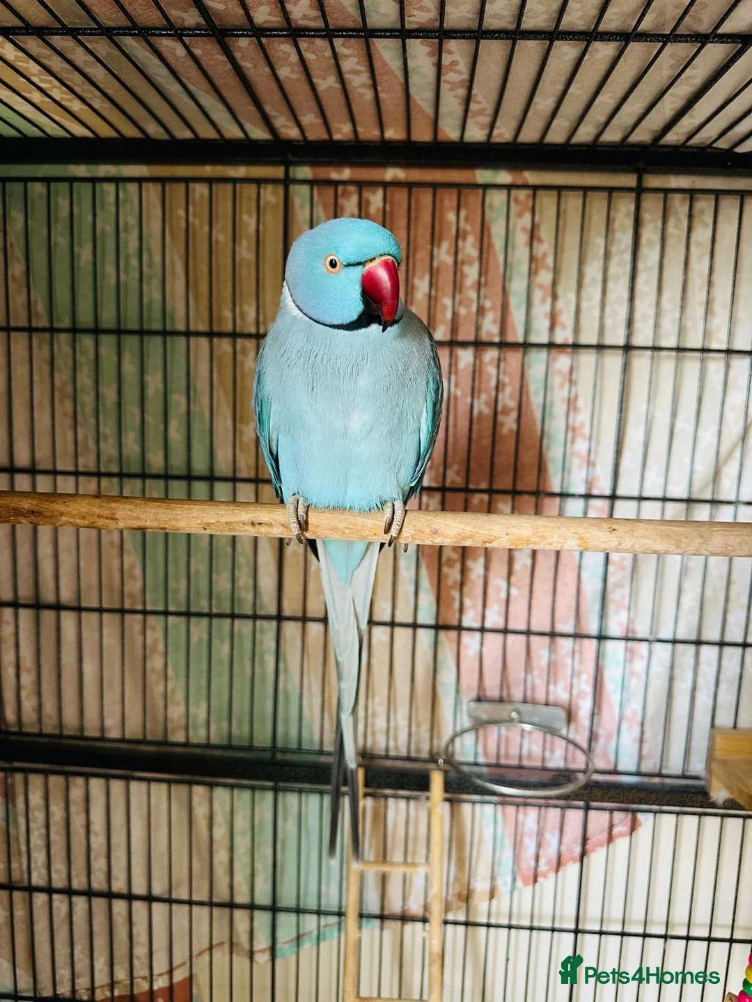 Ringnecks birds for sale: Indian Ringneck in Edinburgh - Advert 2