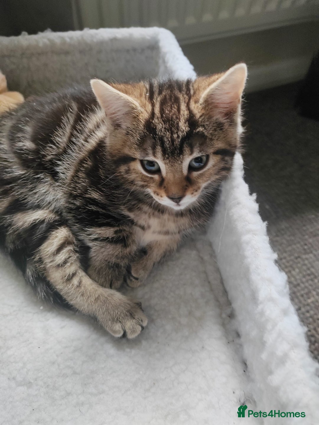 Domestic Shorthair cats for sale: Boy and girl adorable playful kittenns - Advert 1