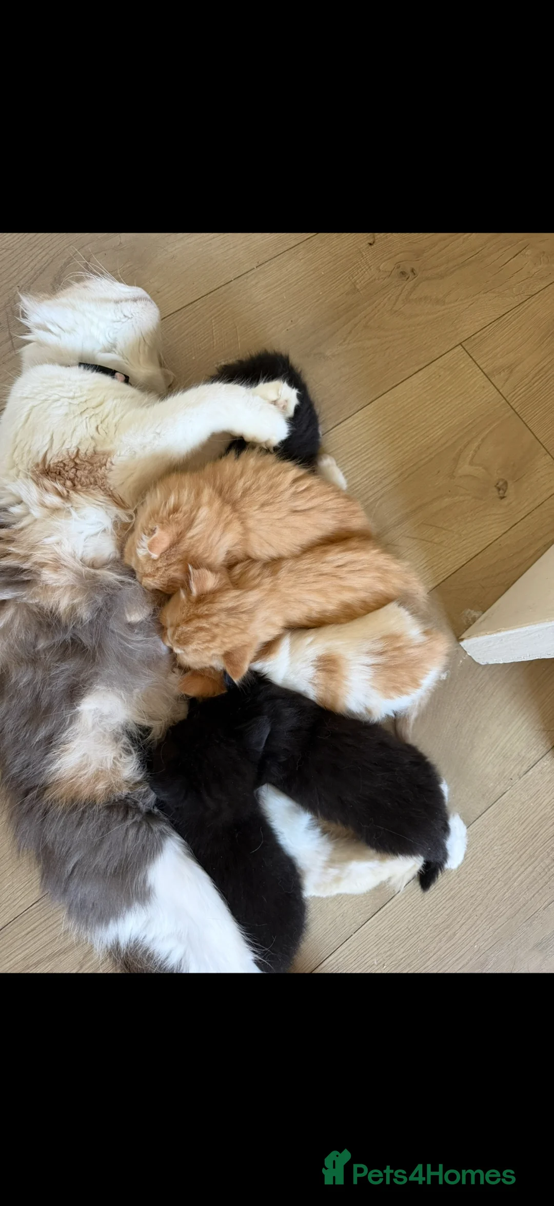 Mixed Breed cats for sale: 6 beautiful kitties looking for forever home  - Advert 2