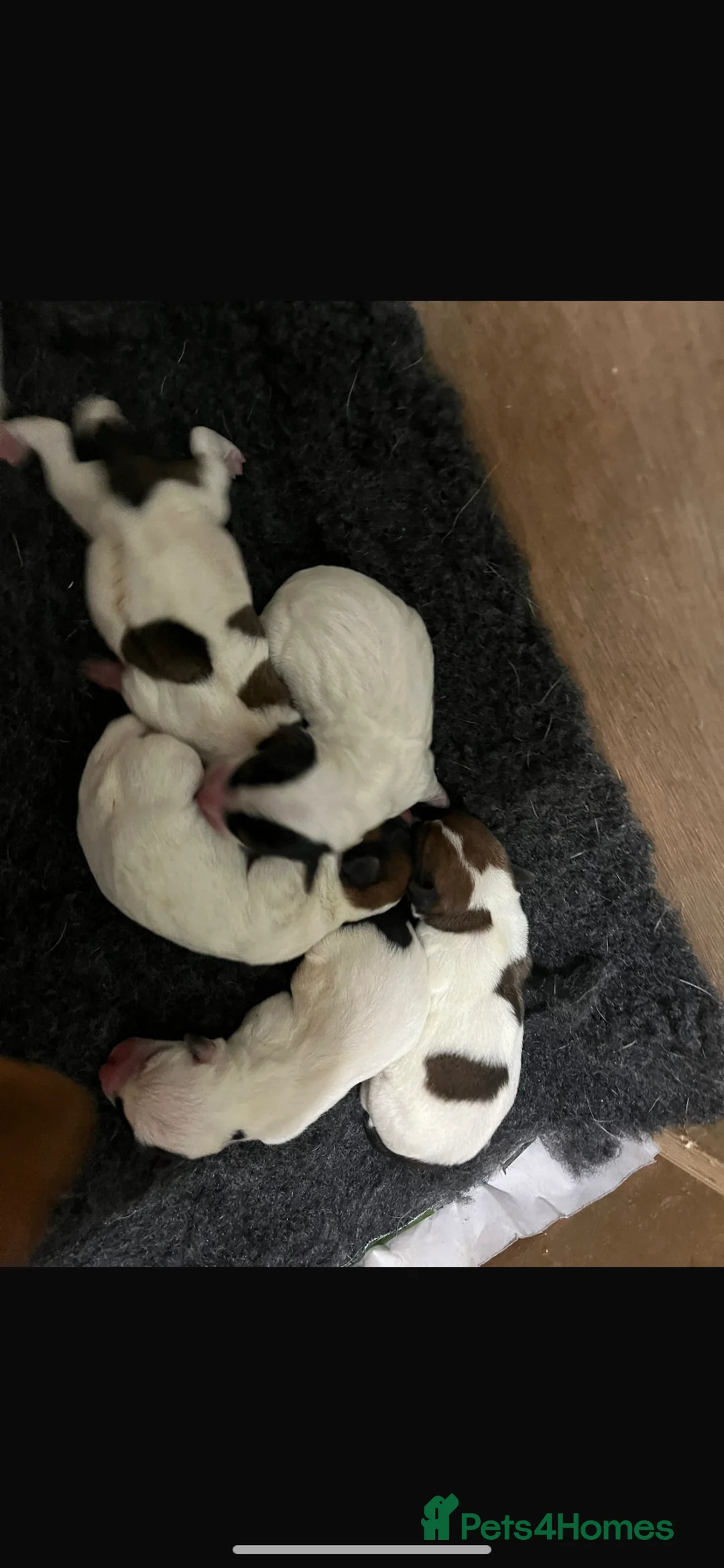 Jack Russell dogs for stud: Proven Short legged true  jack Russell for stud  in Eastleigh - Advert 2