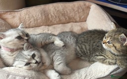 British Shorthair cats for sale: 💎Rare Silver & Spotted BSH Kittens ns 12 & n 24🐾 - Image 28