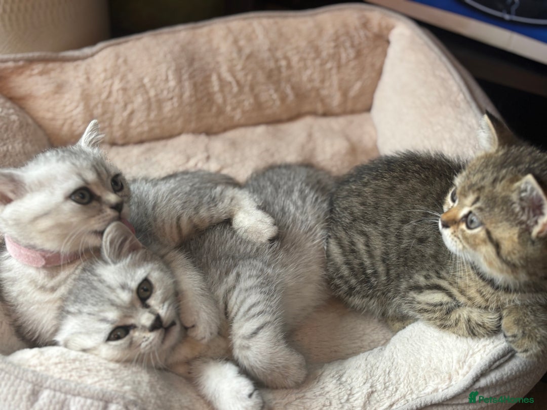 British Shorthair cats for sale: 💎Rare Silver & Spotted BSH Kittens ns 12 & n 24🐾 - Image 28