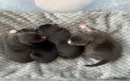 American Bully dogs for sale: American Pocket Bully Puppies - Image 4