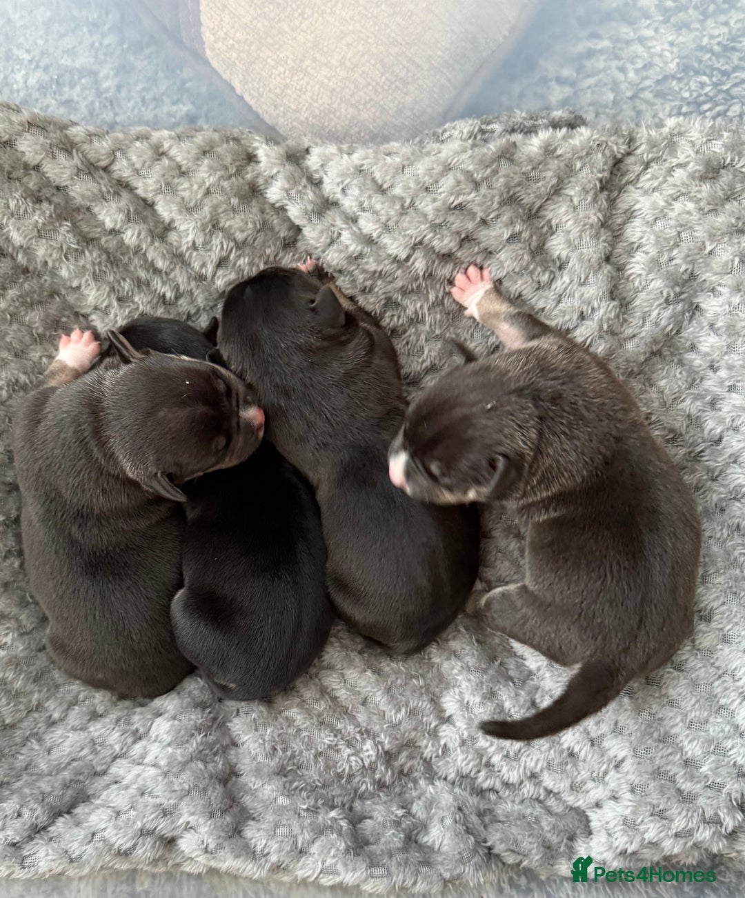 American Bully dogs for sale: American Pocket Bully Puppies - Image 4