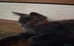Maine Coon cats for sale: maine coon  in Barnsley - Image 13