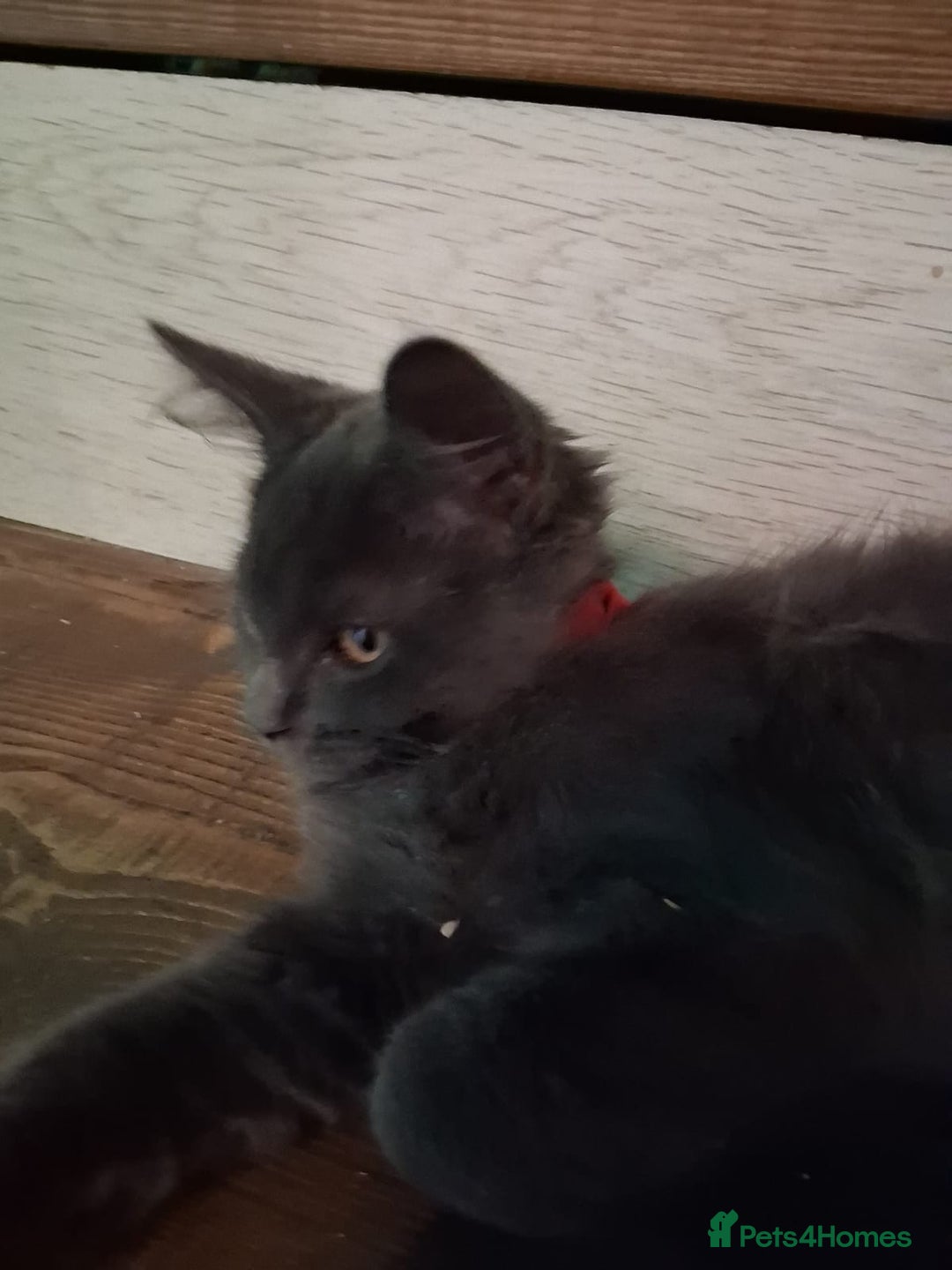 Maine Coon cats for sale: maine coon  in Barnsley - Image 13