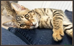 Savannah cats for sale: Dramatically reduced and ready F5 SBT Savannahs in Bingley - Image 28