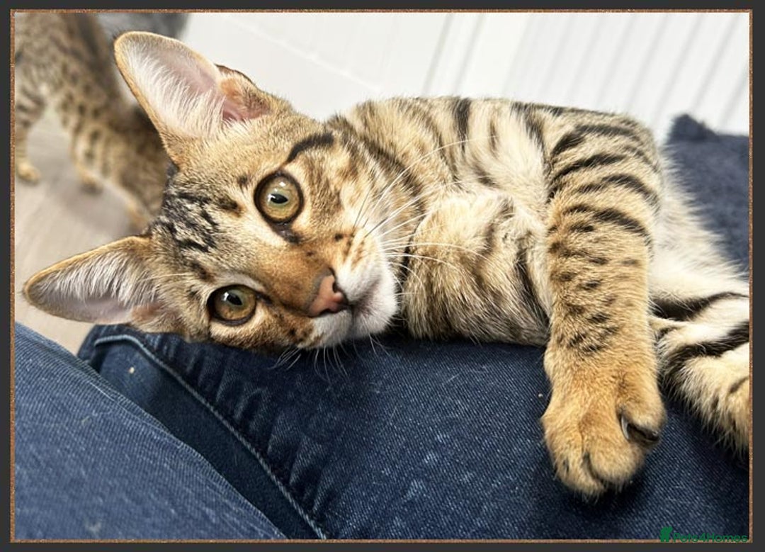 Savannah cats for sale: Dramatically reduced and ready F5 SBT Savannahs in Bingley - Image 28