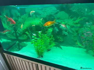 Goldfish fish 12 Gold fish for sale OR FULL SetUp £300 - Advert 2
