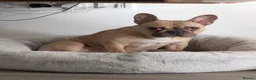 French Bulldog dogs for sale: Adult Fawn Female French Bulldog  - Advert 2