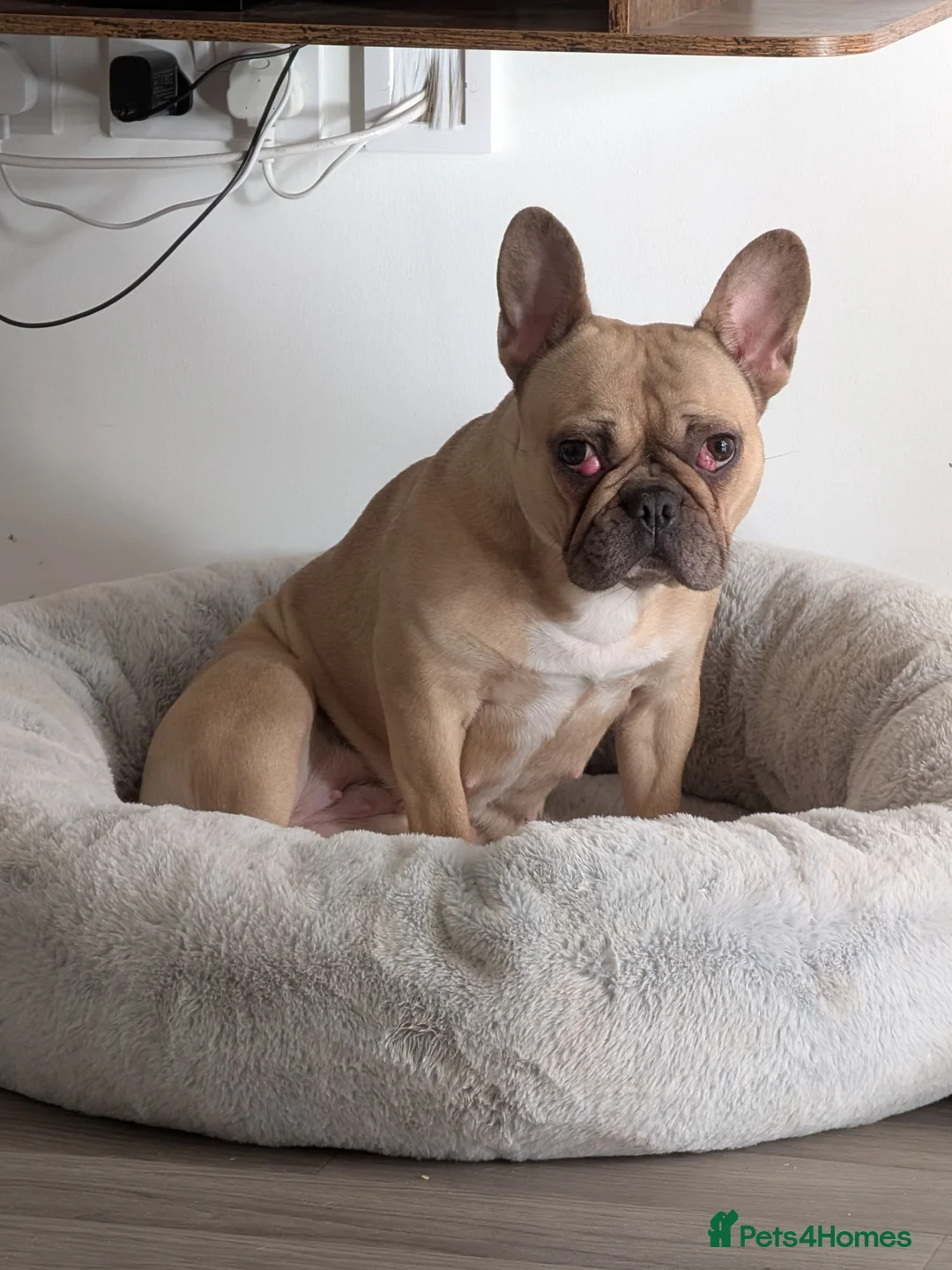 French Bulldog dogs for sale: Adult Fawn Female French Bulldog  - Advert 2