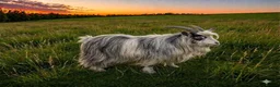 Goats livestock for sale: PYGMY GOAT AND NIGERIAN WETHERS in Accrington - Advert 2
