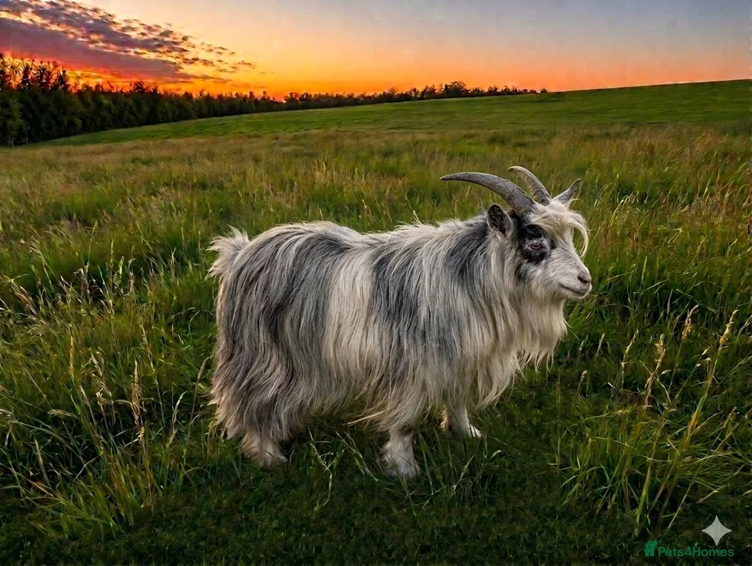 Goats livestock for sale: PYGMY GOAT AND NIGERIAN WETHERS in Accrington - Advert 2