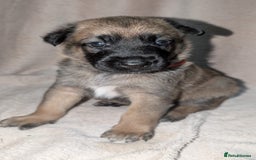 Mixed Breed dogs for sale: Belgian shepherd x Caucasian shepherd puppies  - Advert 2