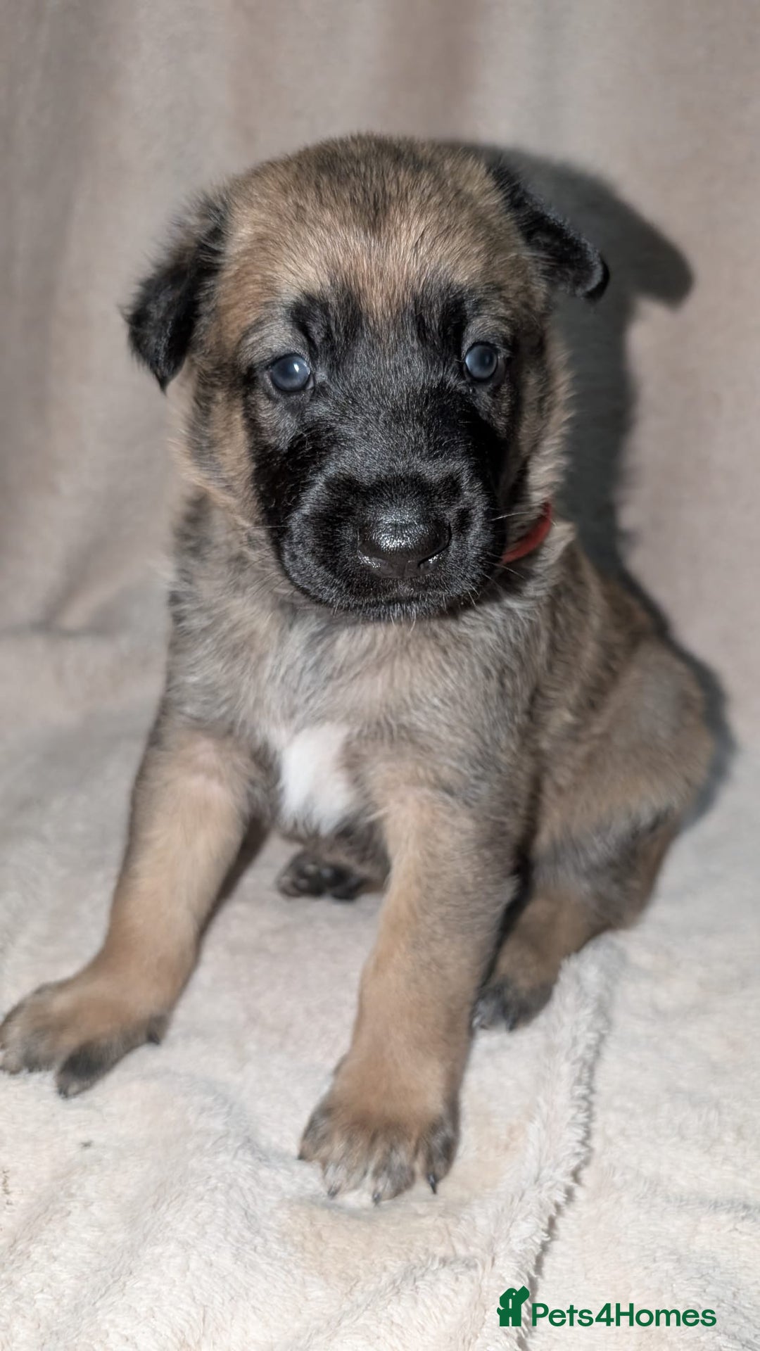 Mixed Breed dogs for sale: Belgian shepherd x Caucasian shepherd puppies  - Advert 2