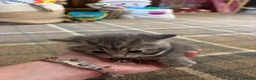 Mixed Breed cats for sale: Beautiful kittens for sale - Advert 8