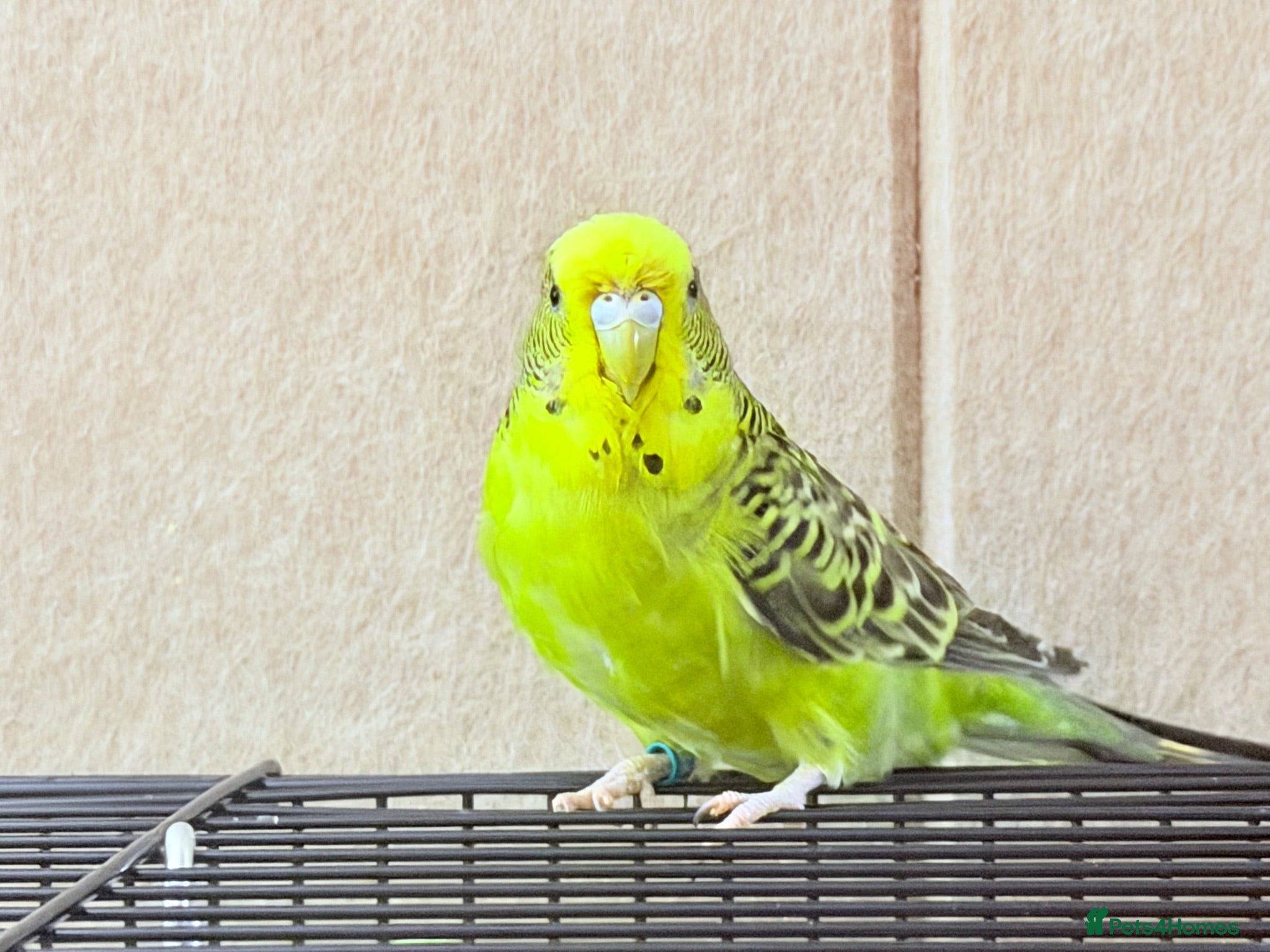 Budgerigars birds Beautiful ECB split bf budgies available  - Advert 1