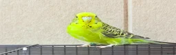 Budgerigars birds for sale: Beautiful budgies available  - Advert 2