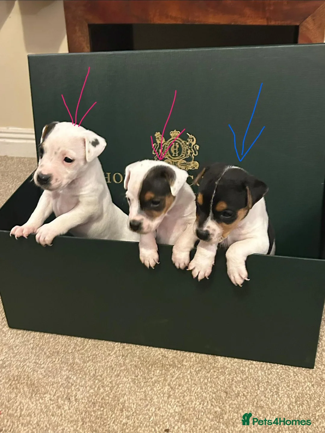 Parson Russell dogs for sale: Beautiful litter of Parson Russell rascals  - Advert 7