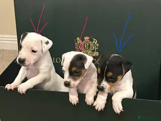 Parson Russell dogs Beautiful litter of Parson Russell rascals - Advert 12