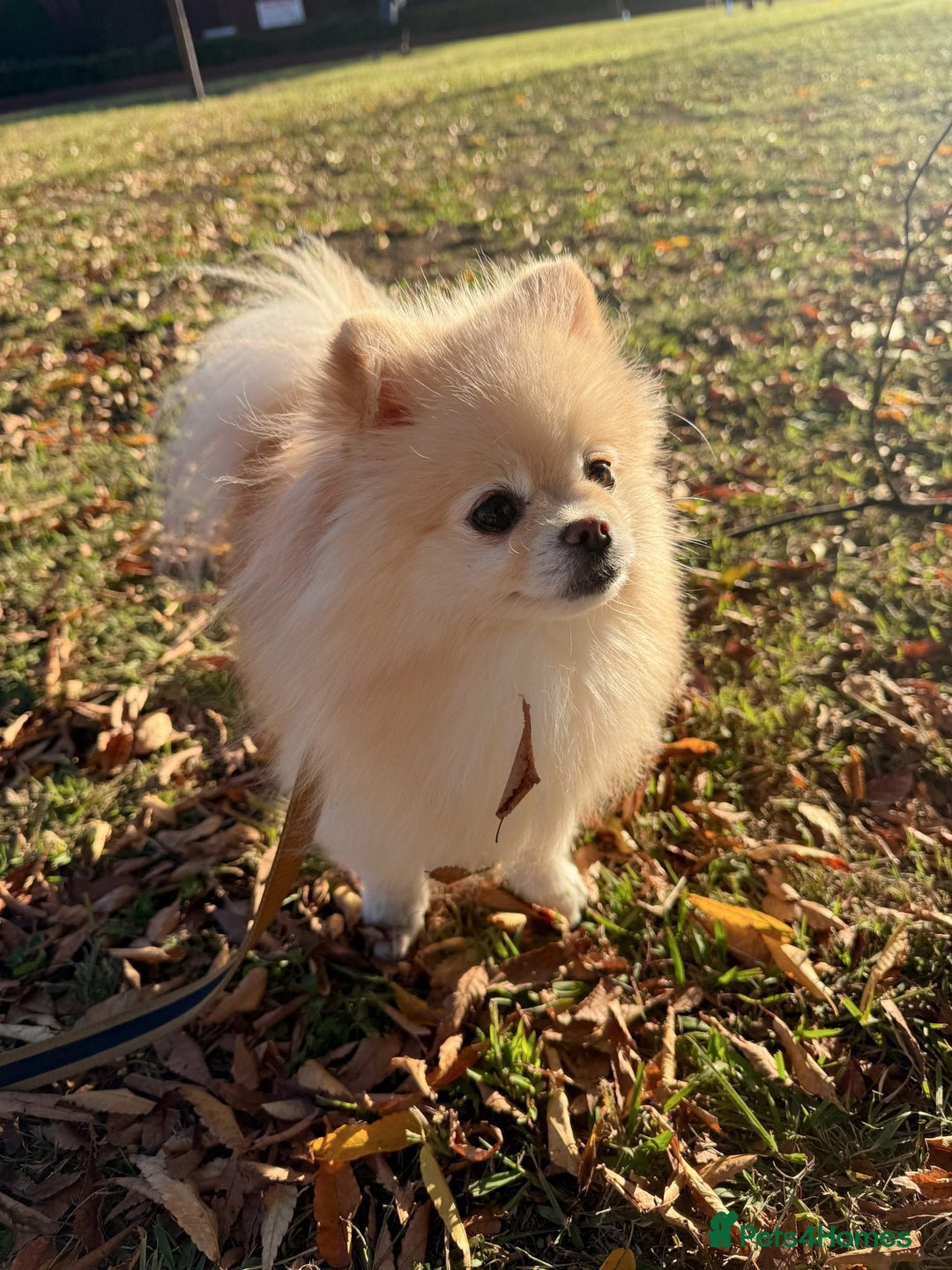 Pomeranian dogs for sale: Gorgeous mini Pom girl - Advert 5