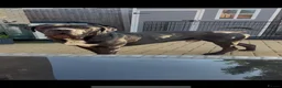 Cane Corso dogs for sale: Cane corso x Rottweiler puppy  in Stevenage - Advert 5