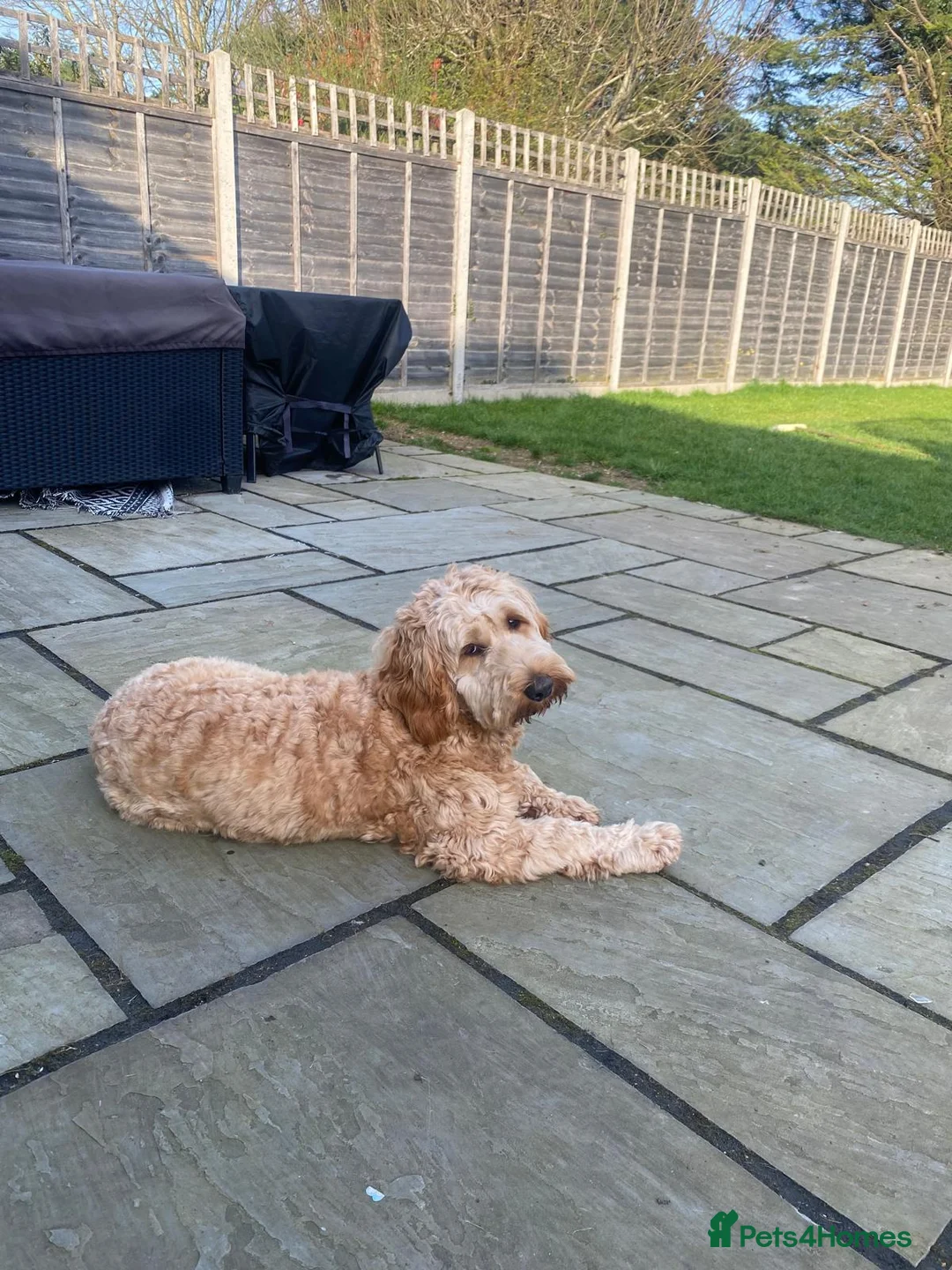 Cockapoo dogs for sale: Beautiful Cockapoo  in Uxbridge - Advert 2
