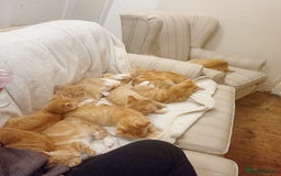 Domestic Shorthair cats for sale: Stunning litter of seven ginger kittens  - Image 6