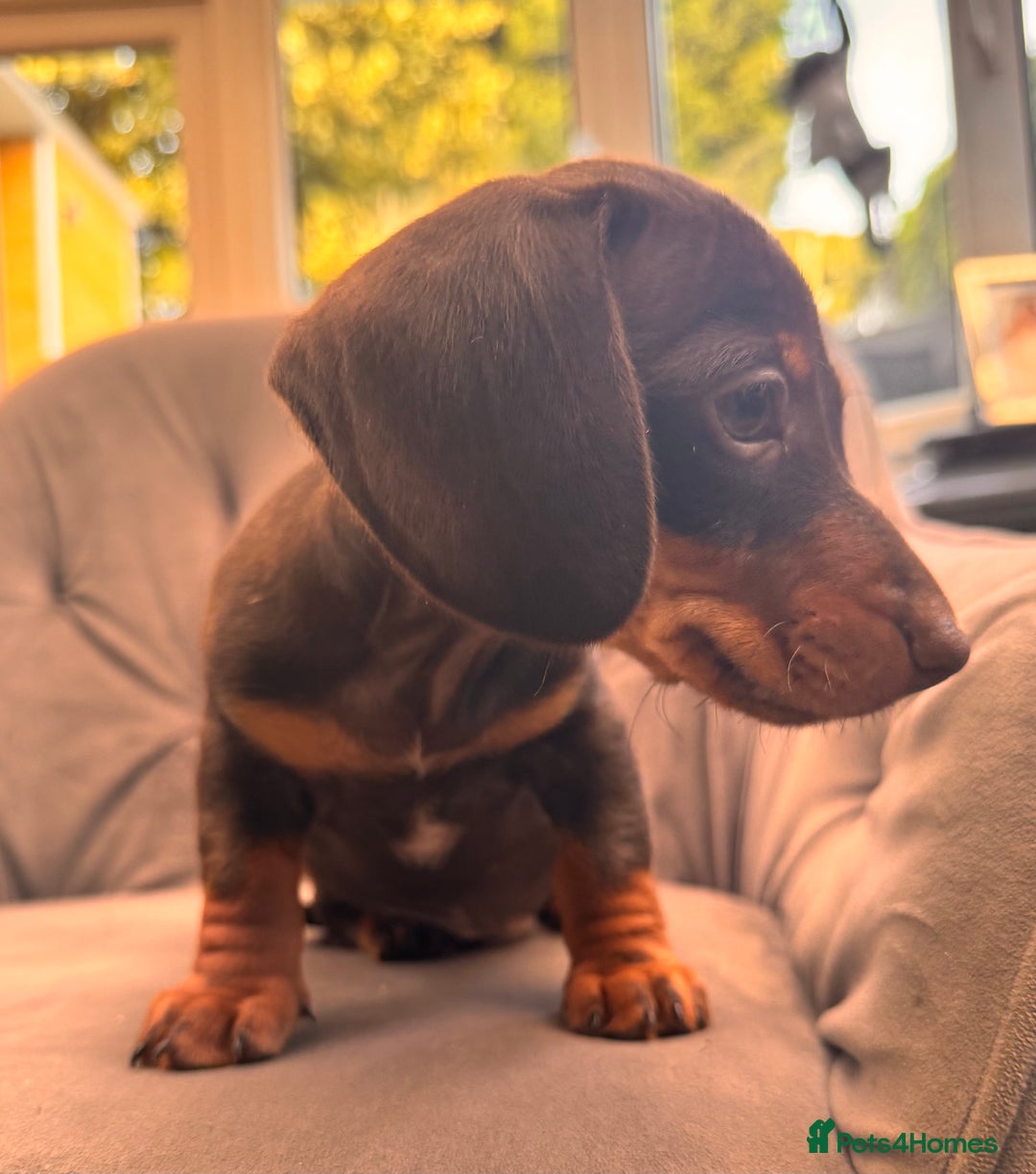 Miniature Dachshund dogs for sale: BEAUTIFUL MINI DACHSHUND PUPPIES READY NOW - Image 32