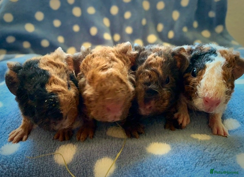 Guinea Pig rodents Beautiful baby teddy Guinea pig boys available  - Advert 3