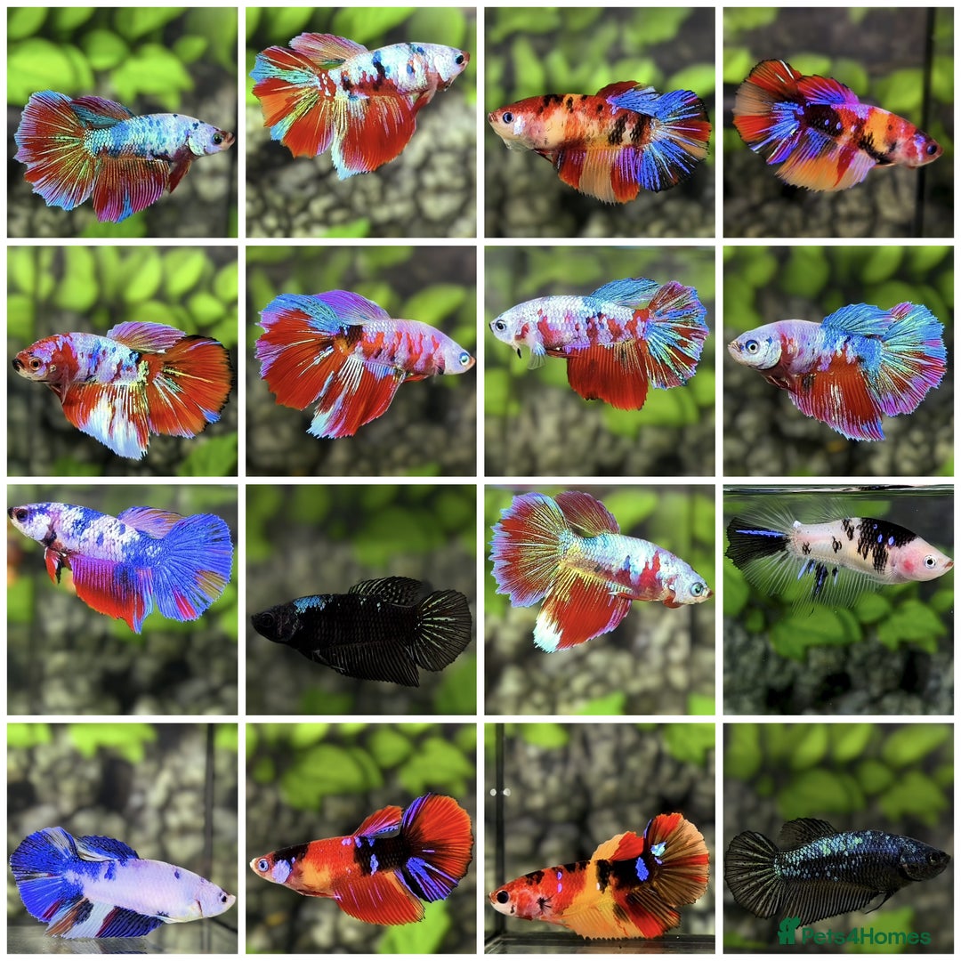 Bettas fish for sale: Imported Male and female betta fish - Advert 4
