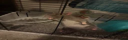 Rat rodents for sale: 3 female Rats - Advert 10