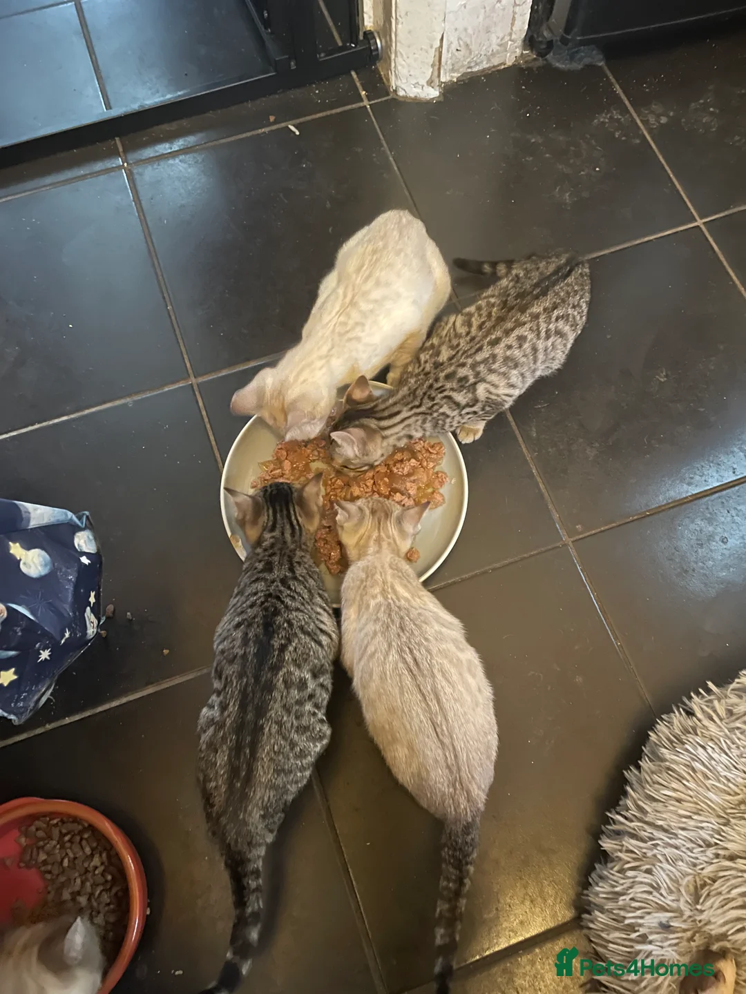 Bengal cats for sale: ❤️INTRODUCING 4 BEAUTIFUL FELINES KITTENS ❤️ - Advert 18