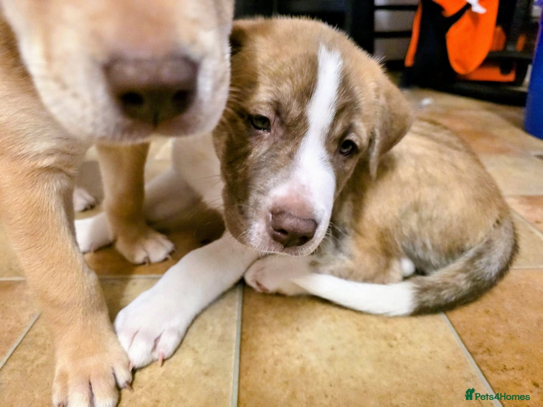 Mixed Breed dogs for sale: bullskys pups - Image 4
