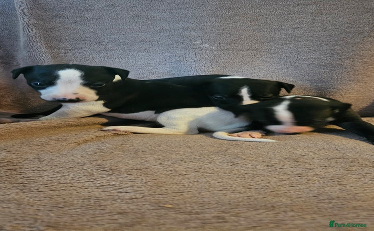 Whippet dogs - Advert 3