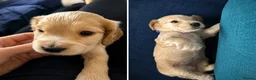 Cocker Spaniel dogs for sale: KC Show Cocker Spaniel Puppies HealthTestedParents - Advert 4