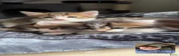 Mixed Breed cats for sale: Adorable Kittens Looking for Their Forever Homes  - Advert 7