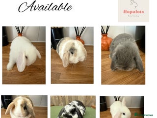 Mini Lop rabbits Pure mini lops - Advert 15