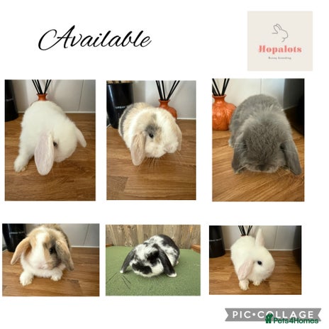 Mini Lop rabbits Pure mini lops - Advert 11
