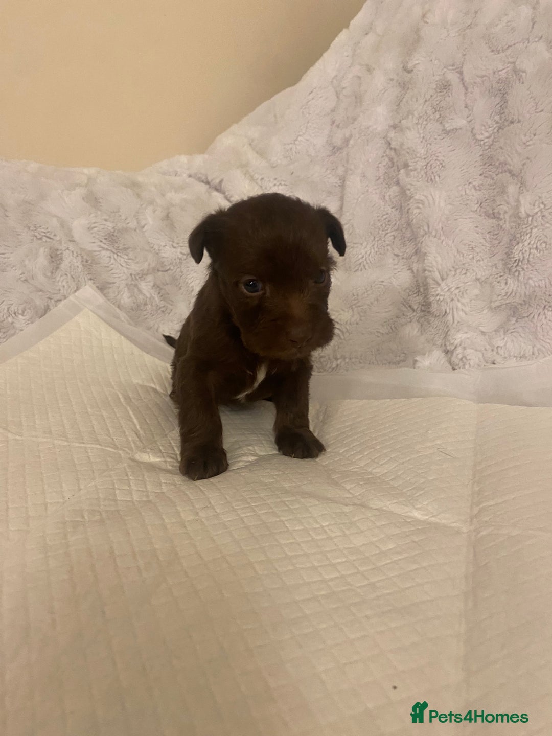 Jackapoo dogs for sale: Jackapoo puppies  - Advert 12