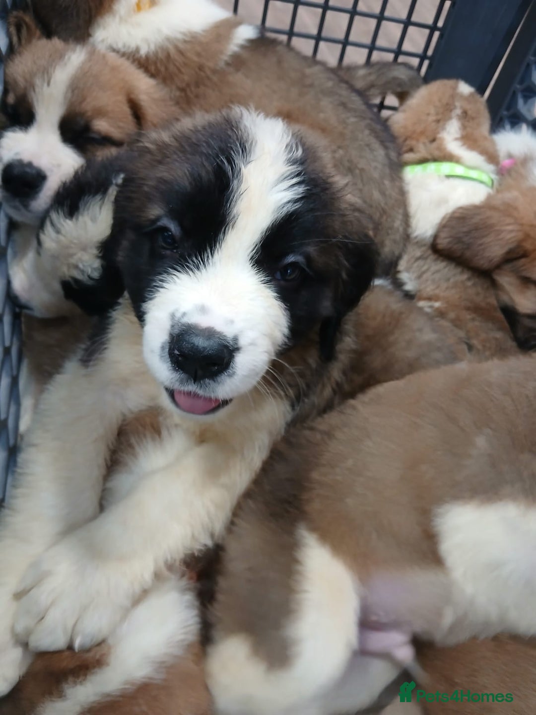 Saint Bernard dogs for sale: Saint Bernard puppies  - Image 34