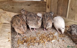 Quail poultry for sale: 🐣 Live Coturnix Jumbo Quail for Sale  in Birmingham - Image 1