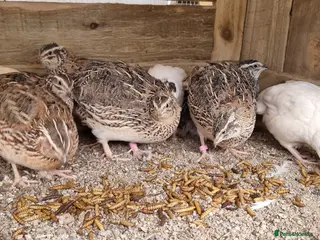 Quail poultry 🐣 Live Coturnix Jumbo Quail for Sale in Birmingham - Advert 3