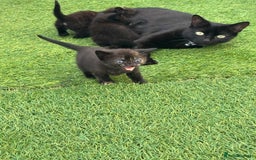 Mixed Breed cats for sale: Kittens ready to leave  - Image 26