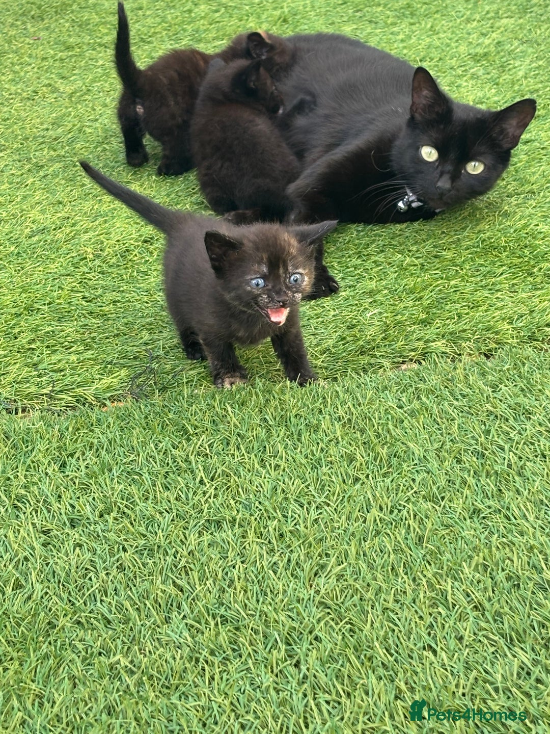 Mixed Breed cats for sale: Kittens ready to leave  - Image 26