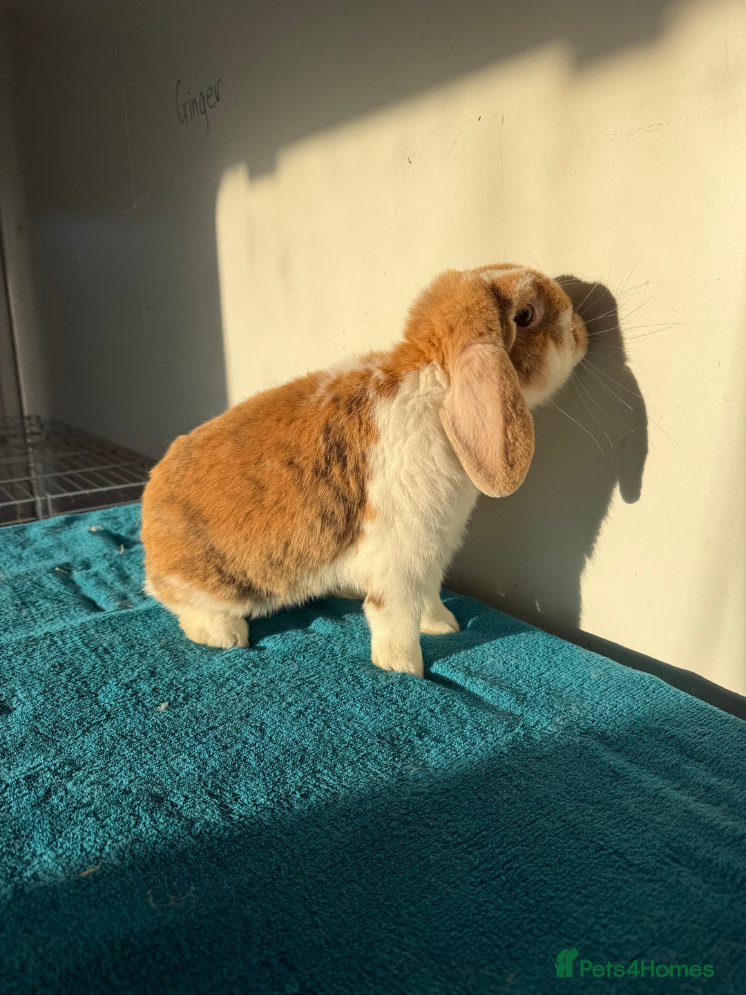 Mini Lop rabbits for sale: Adult female mini lop rabbit  - Advert 6